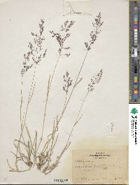 Poa nemoralis image