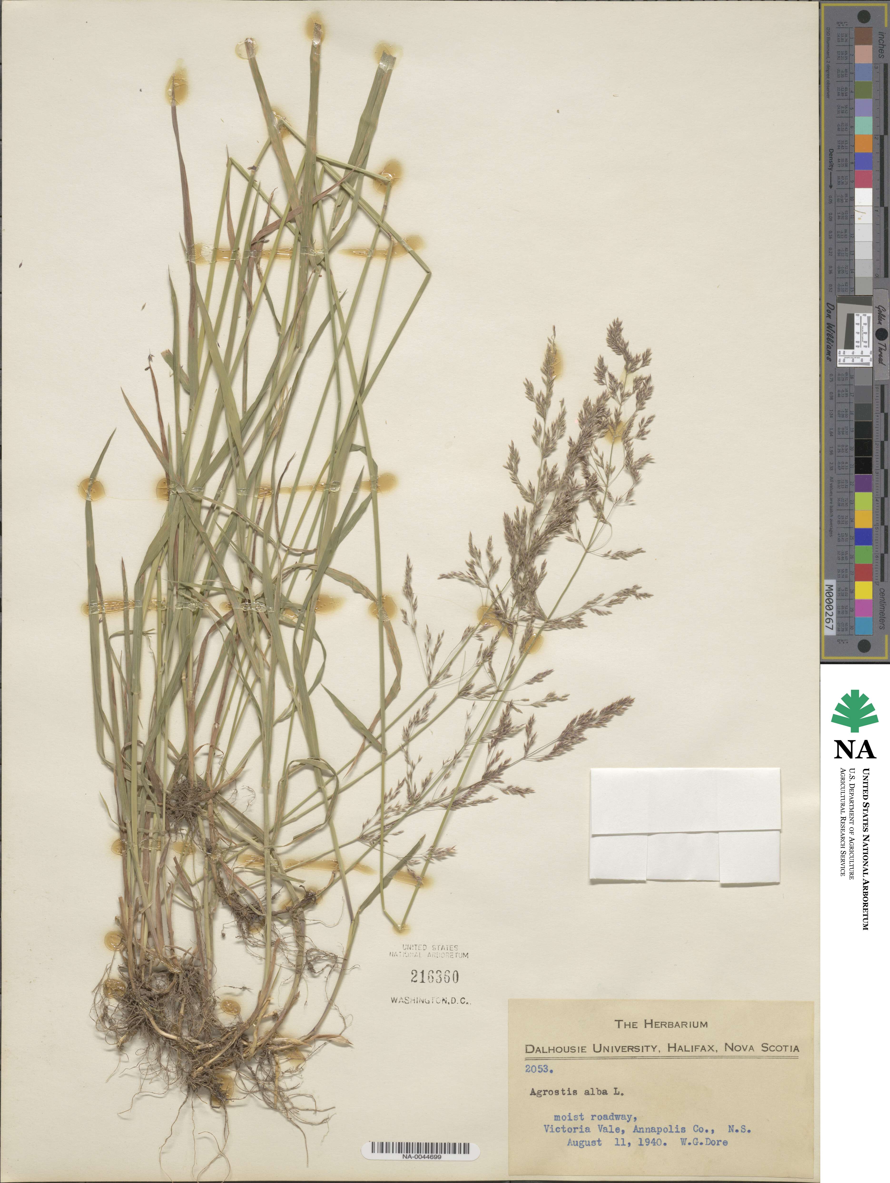 Poa nemoralis image