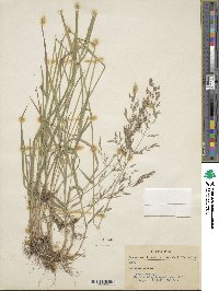 Poa nemoralis image