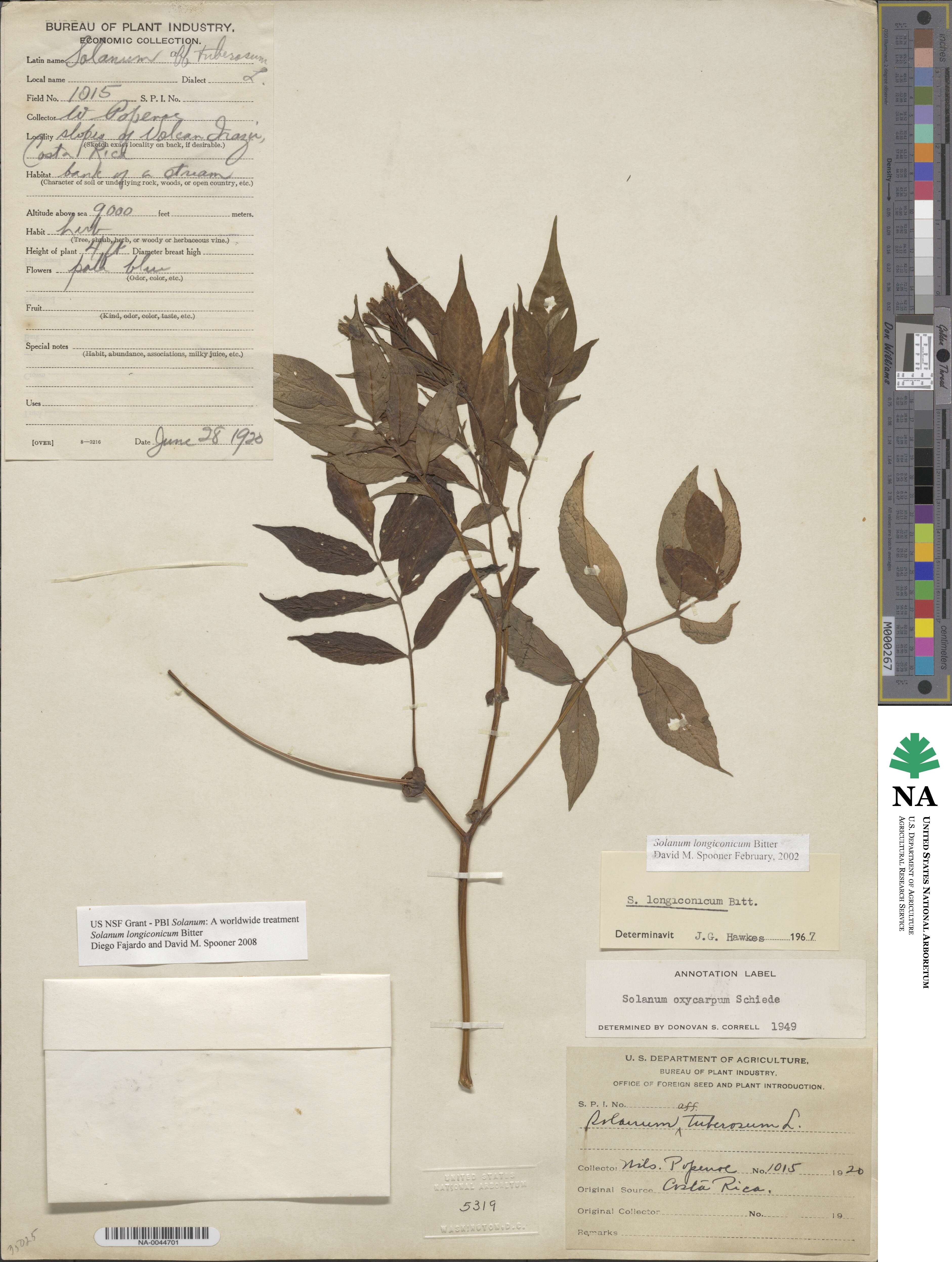 Solanum longiconicum image