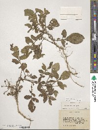 Solanum demissum image