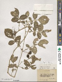 Solanum demissum image