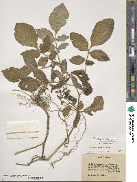 Solanum demissum image