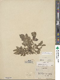 Solanum demissum image