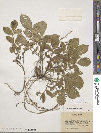 Solanum demissum image