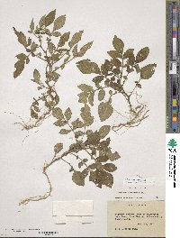 Solanum demissum image