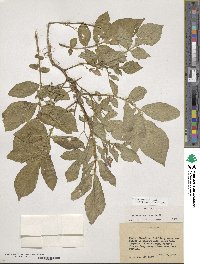 Solanum demissum image