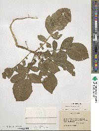 Solanum demissum image