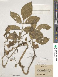 Solanum demissum image