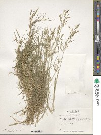 Agrostis canina image