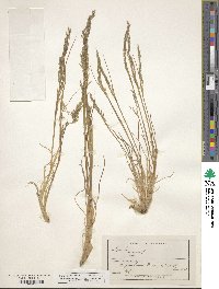 Agrostis canina image