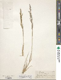 Agrostis canina image