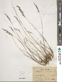 Agrostis canina image