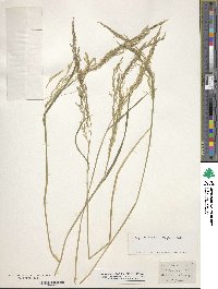 Agrostis canina image