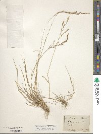 Agrostis canina image