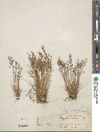 Agrostis canina image