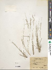 Agrostis canina image