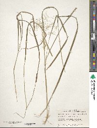 Agrostis canina image