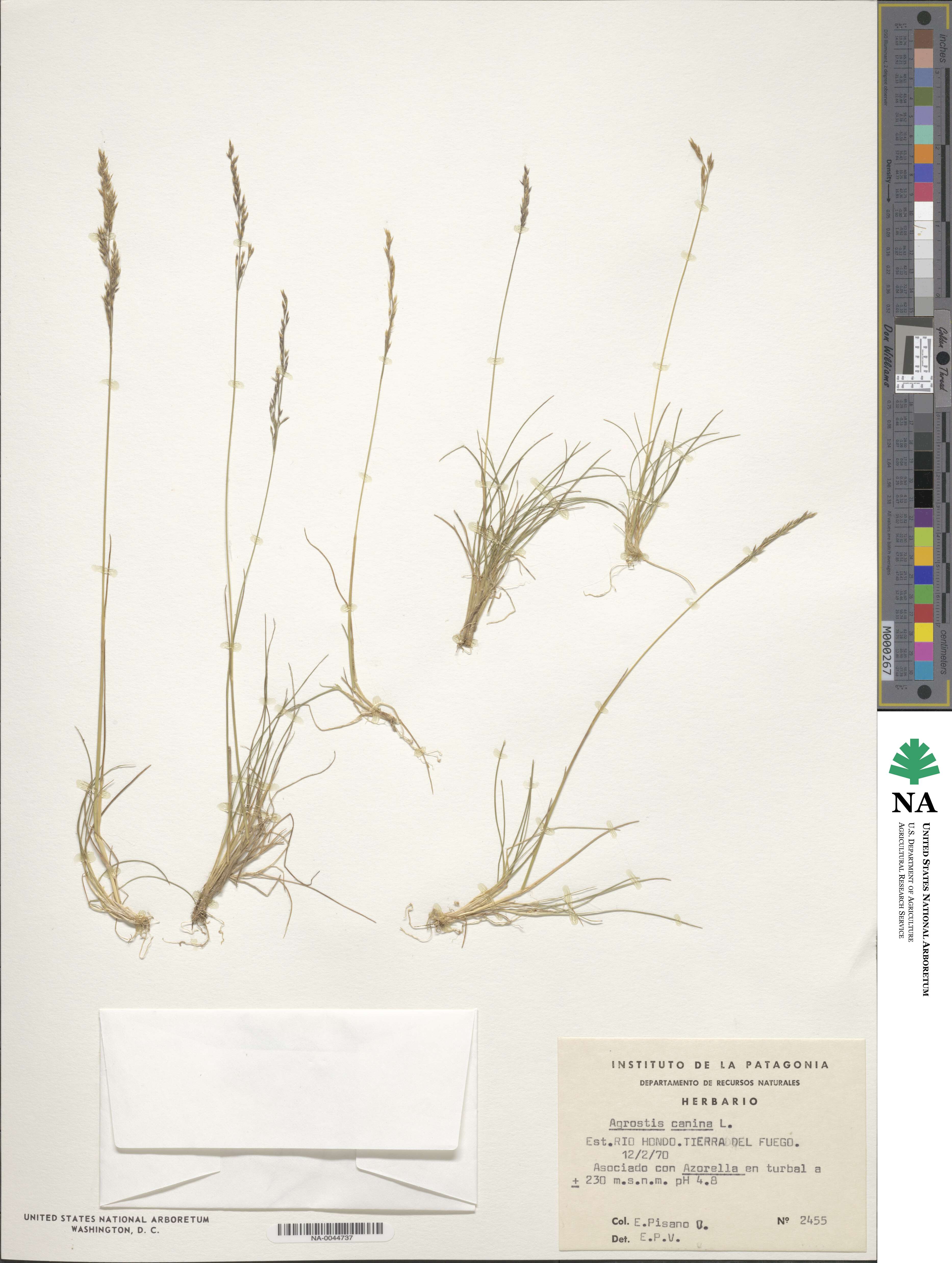 Agrostis canina image