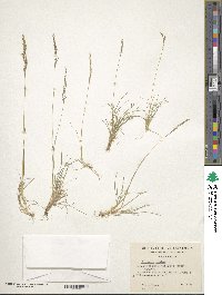 Agrostis canina image