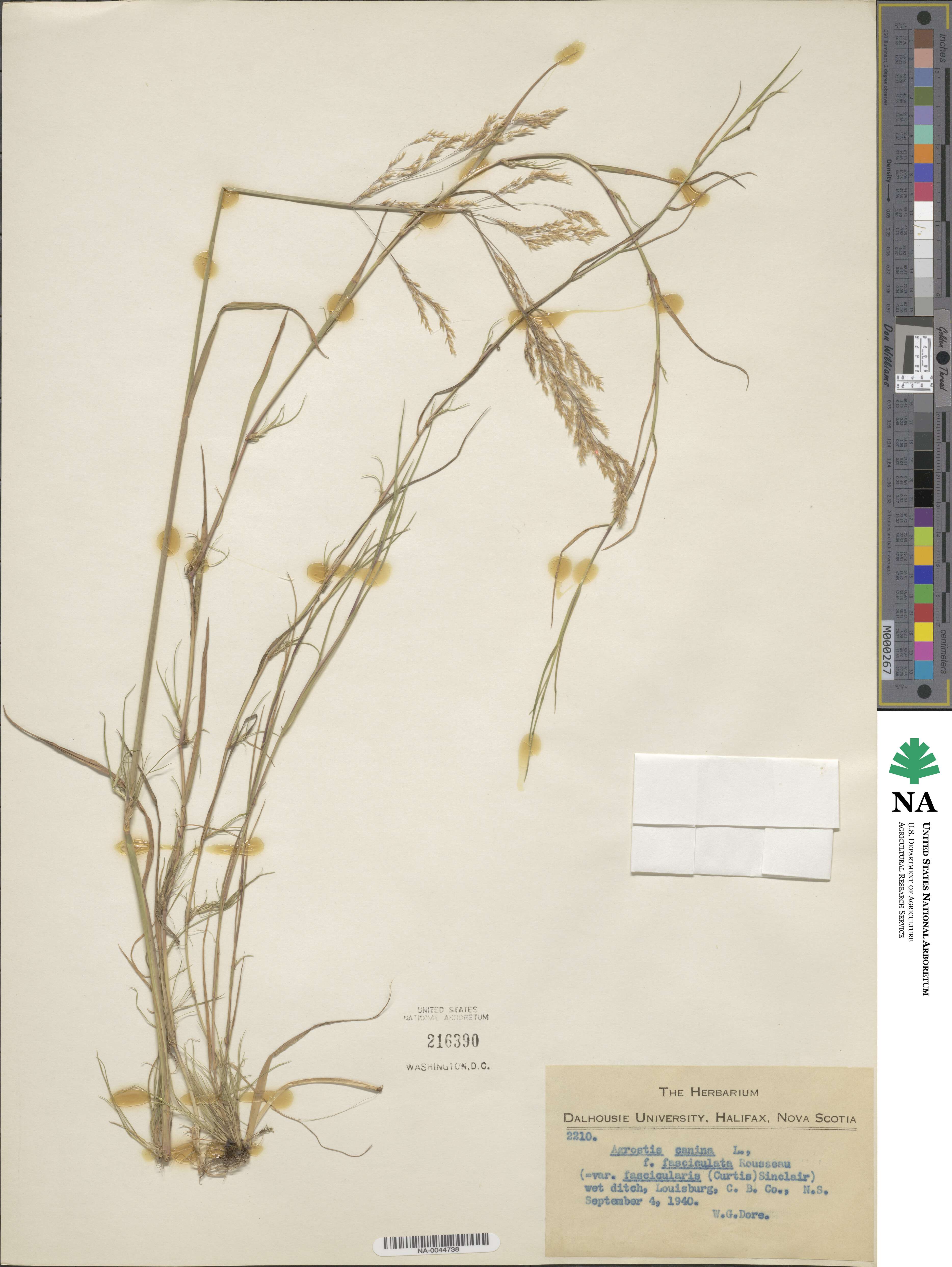 Agrostis canina image