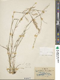 Agrostis canina image