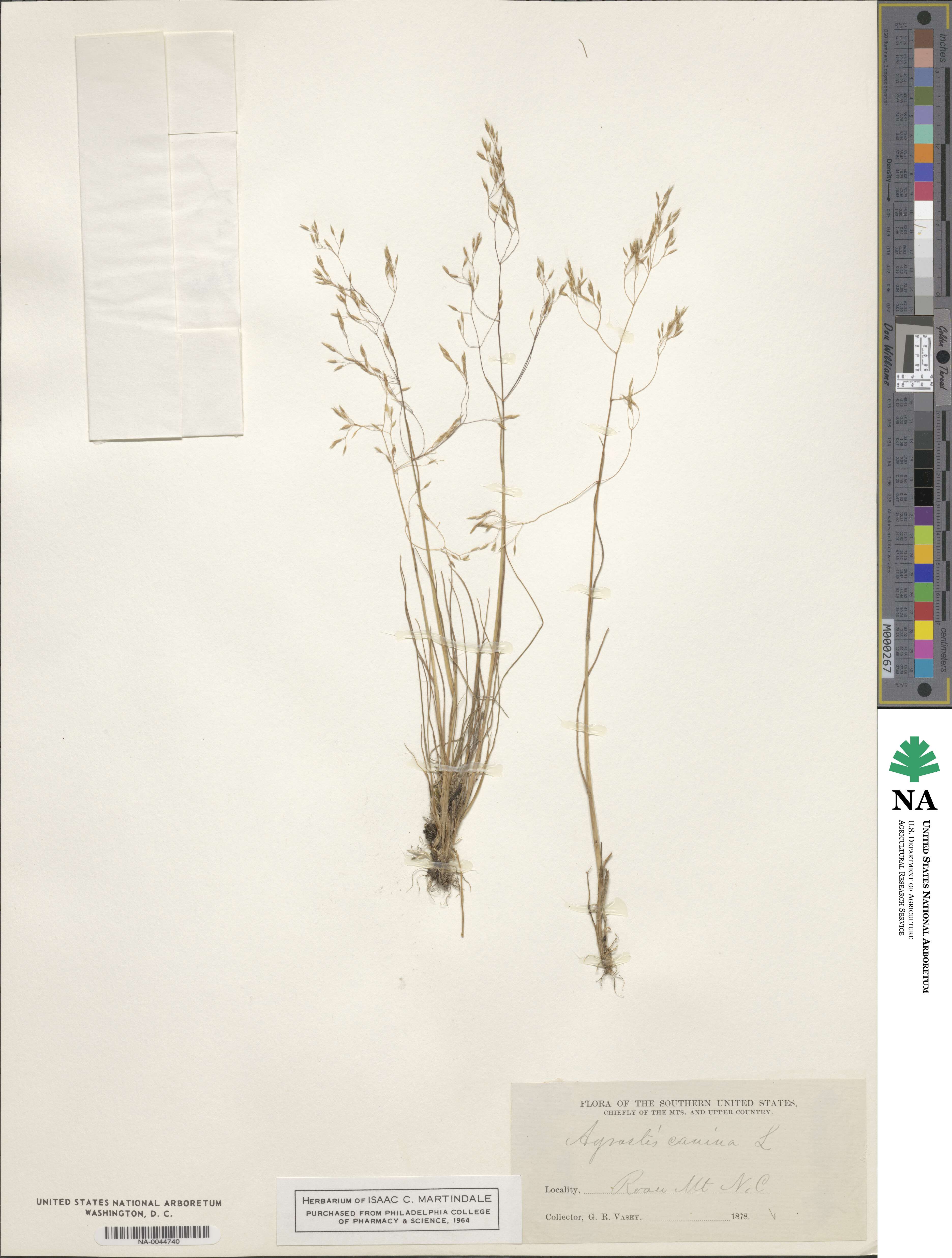 Agrostis canina image