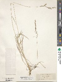 Agrostis canina image