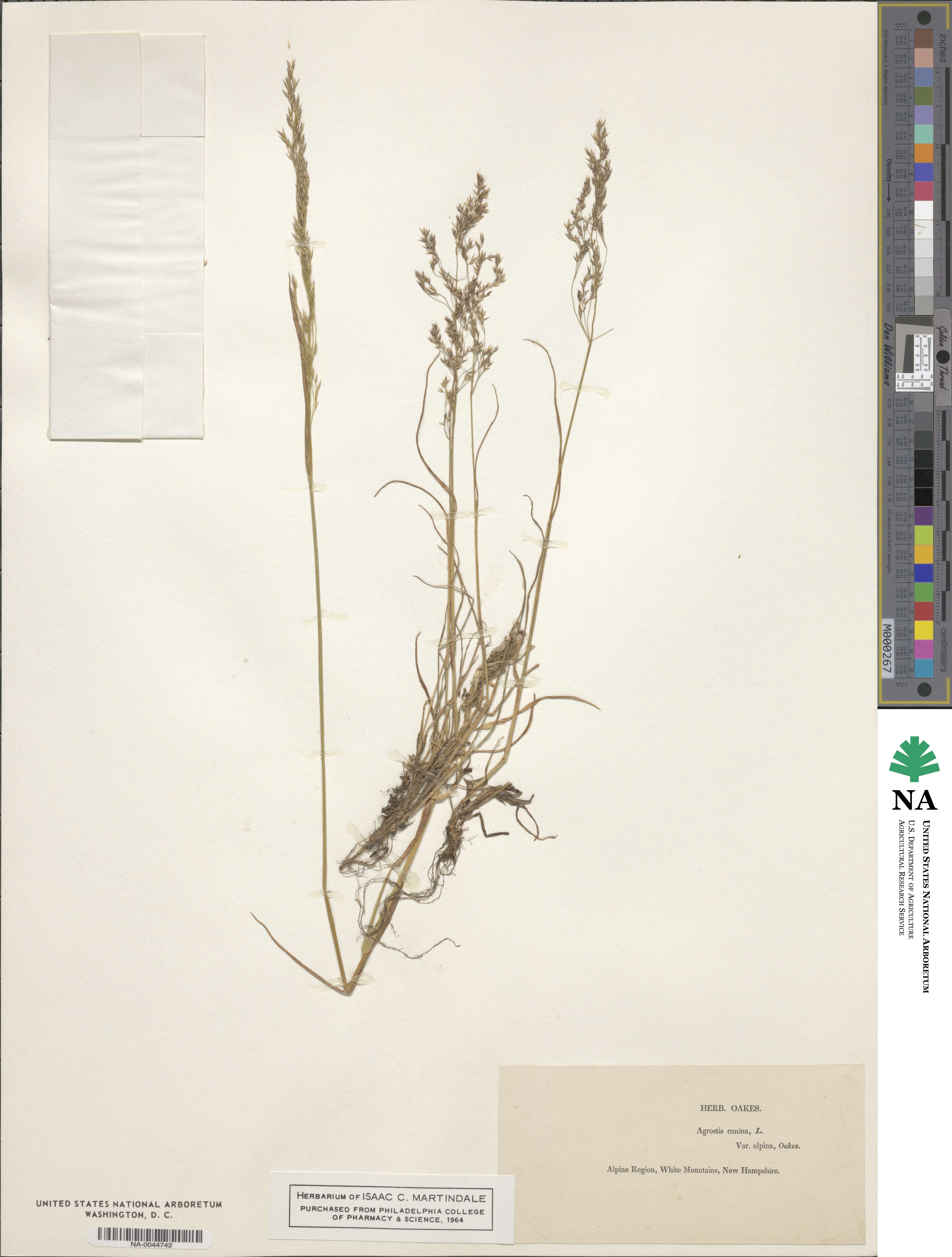 Agrostis canina image