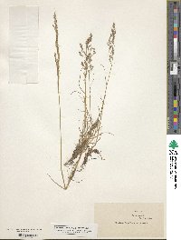 Agrostis canina image