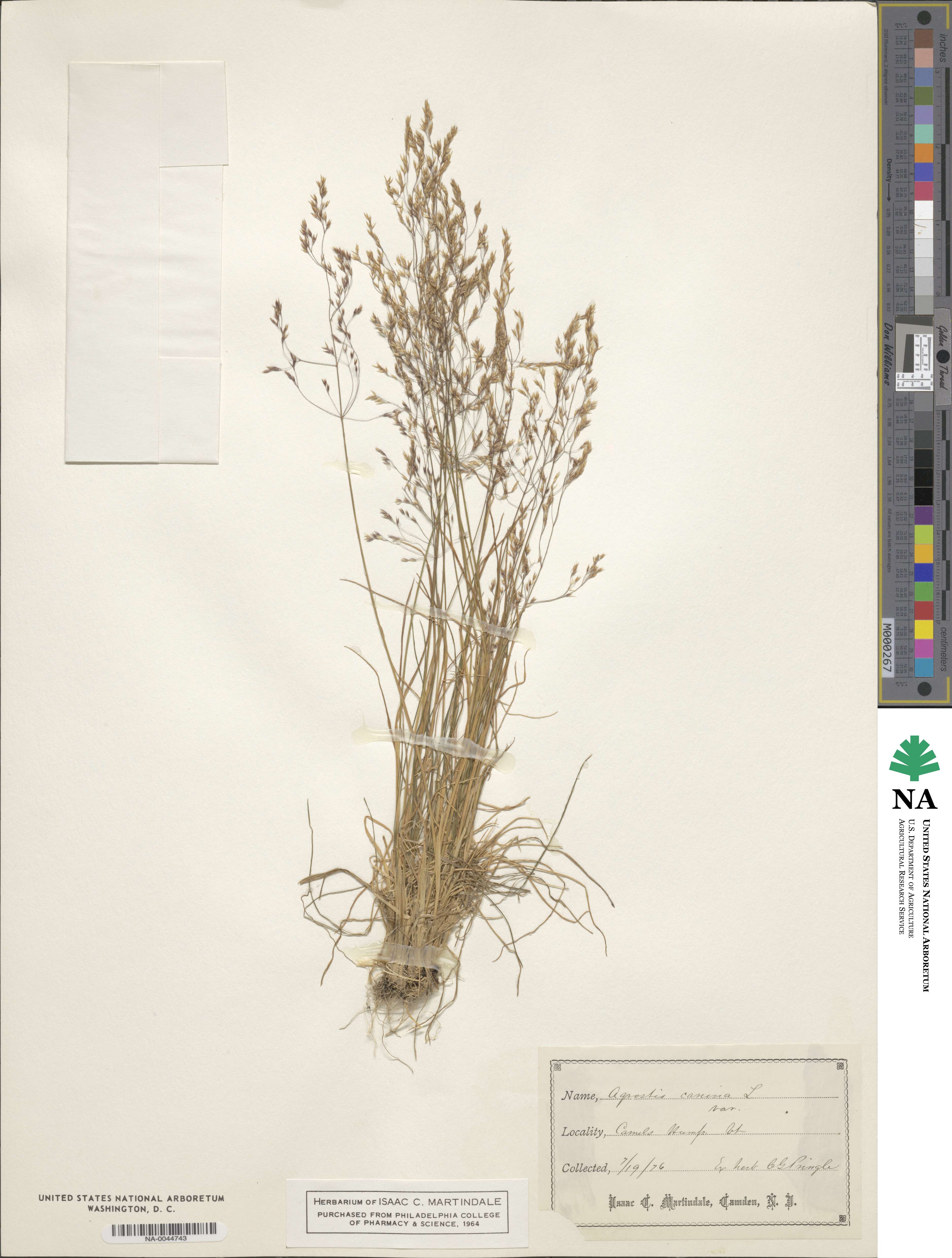 Agrostis canina image