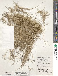 Zoysia matrella image