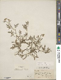 Solanum jamesii image