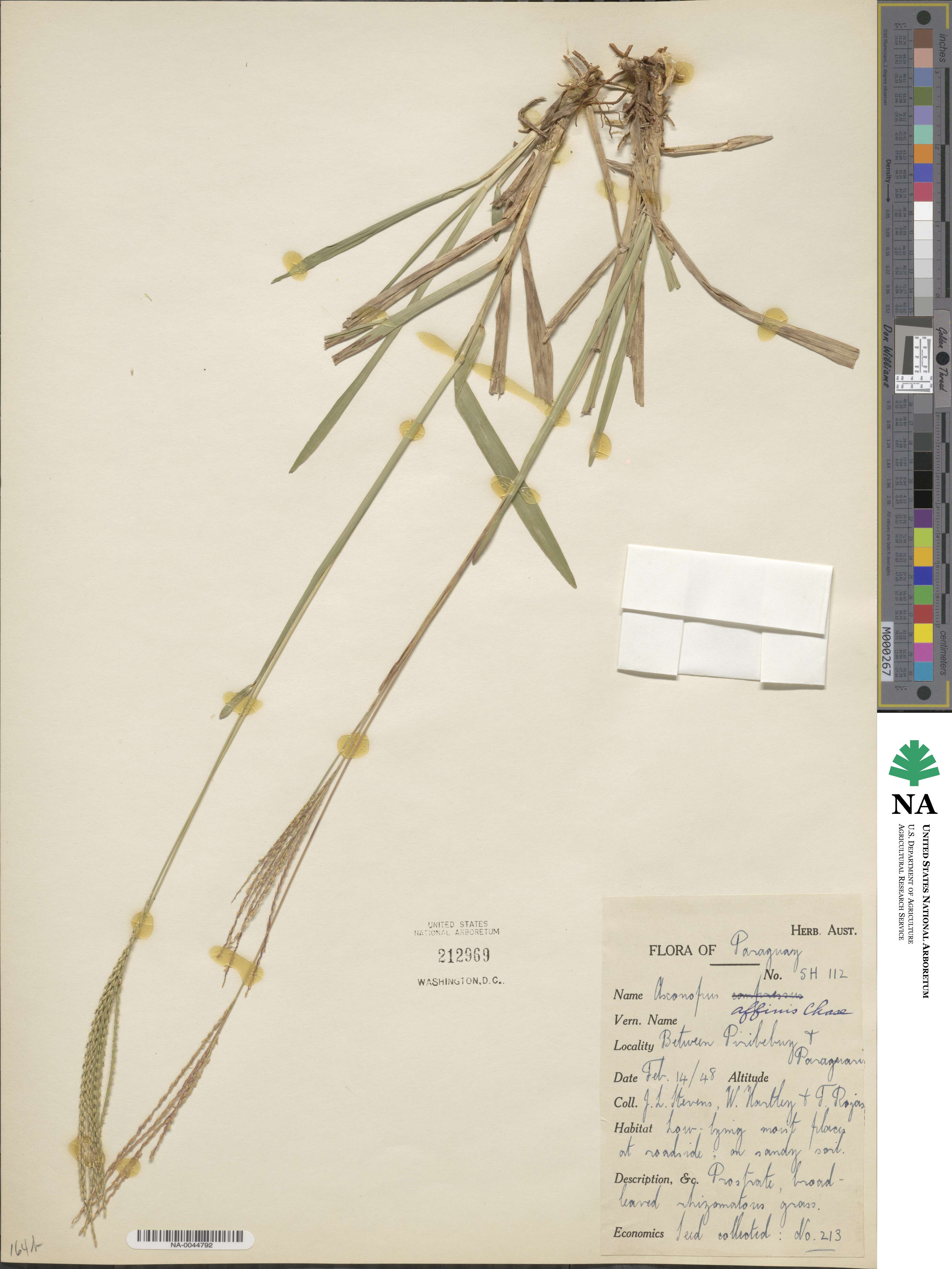 Axonopus fissifolius image