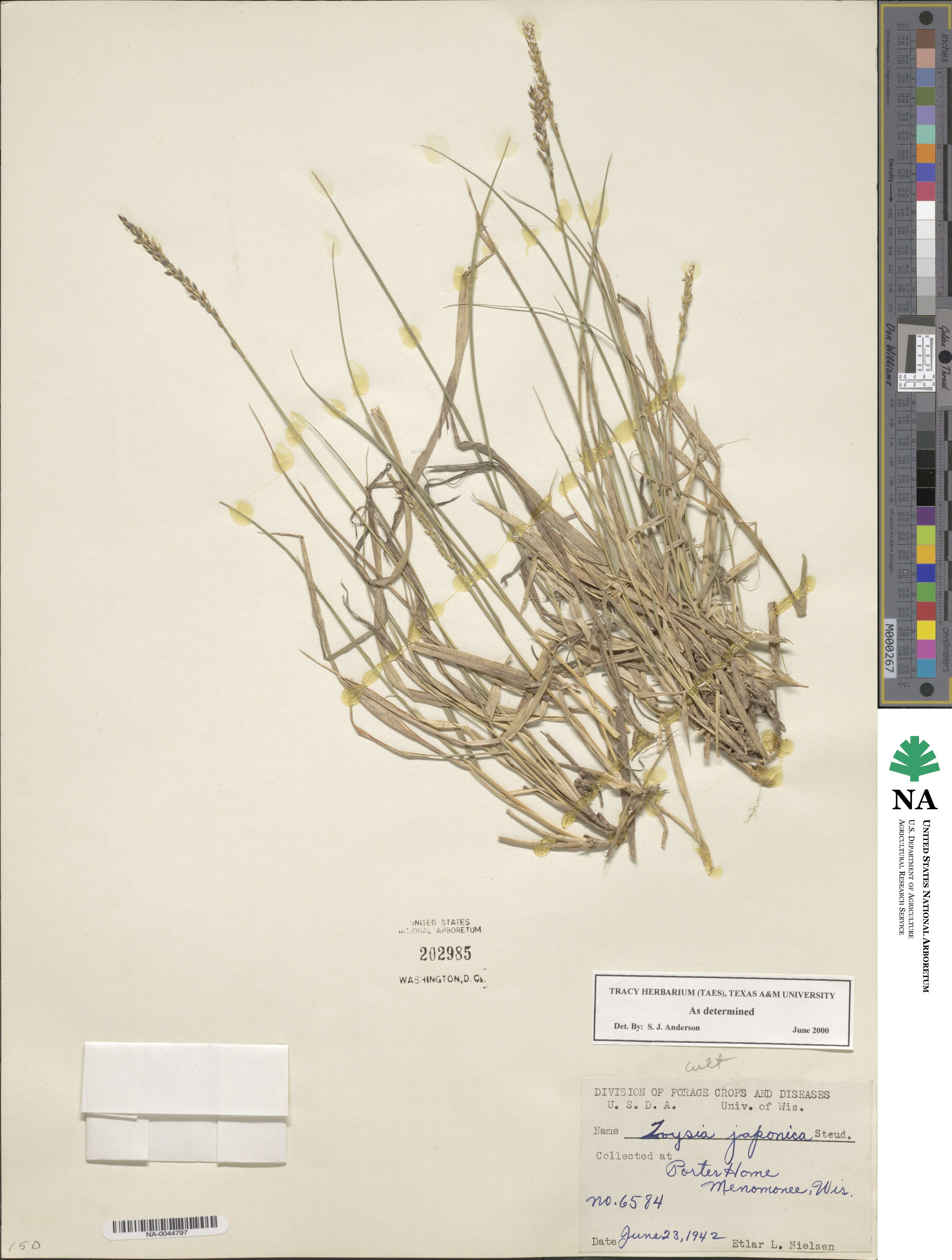 Zoysia japonica image