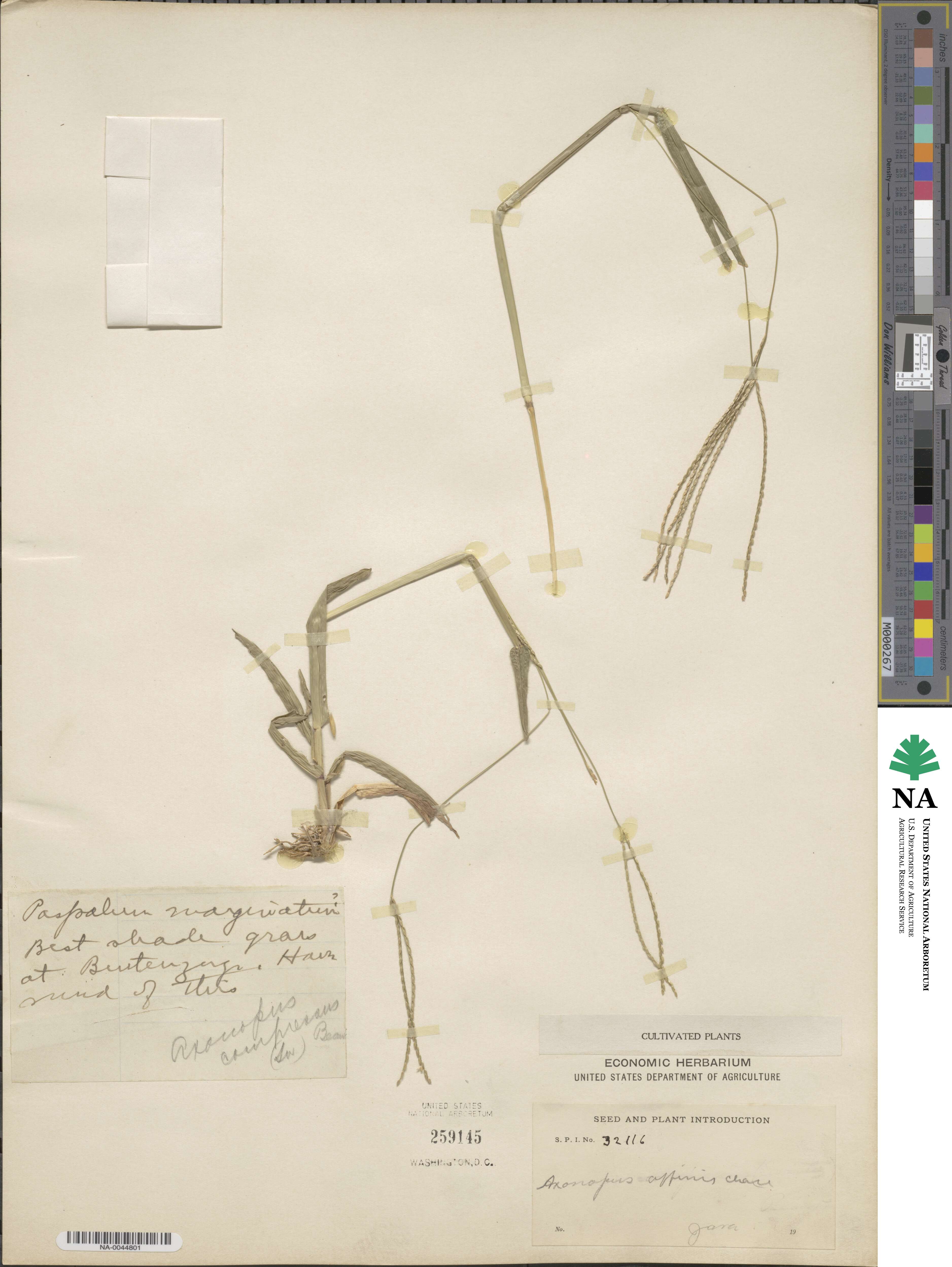 Axonopus fissifolius image