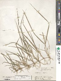 Zoysia japonica image