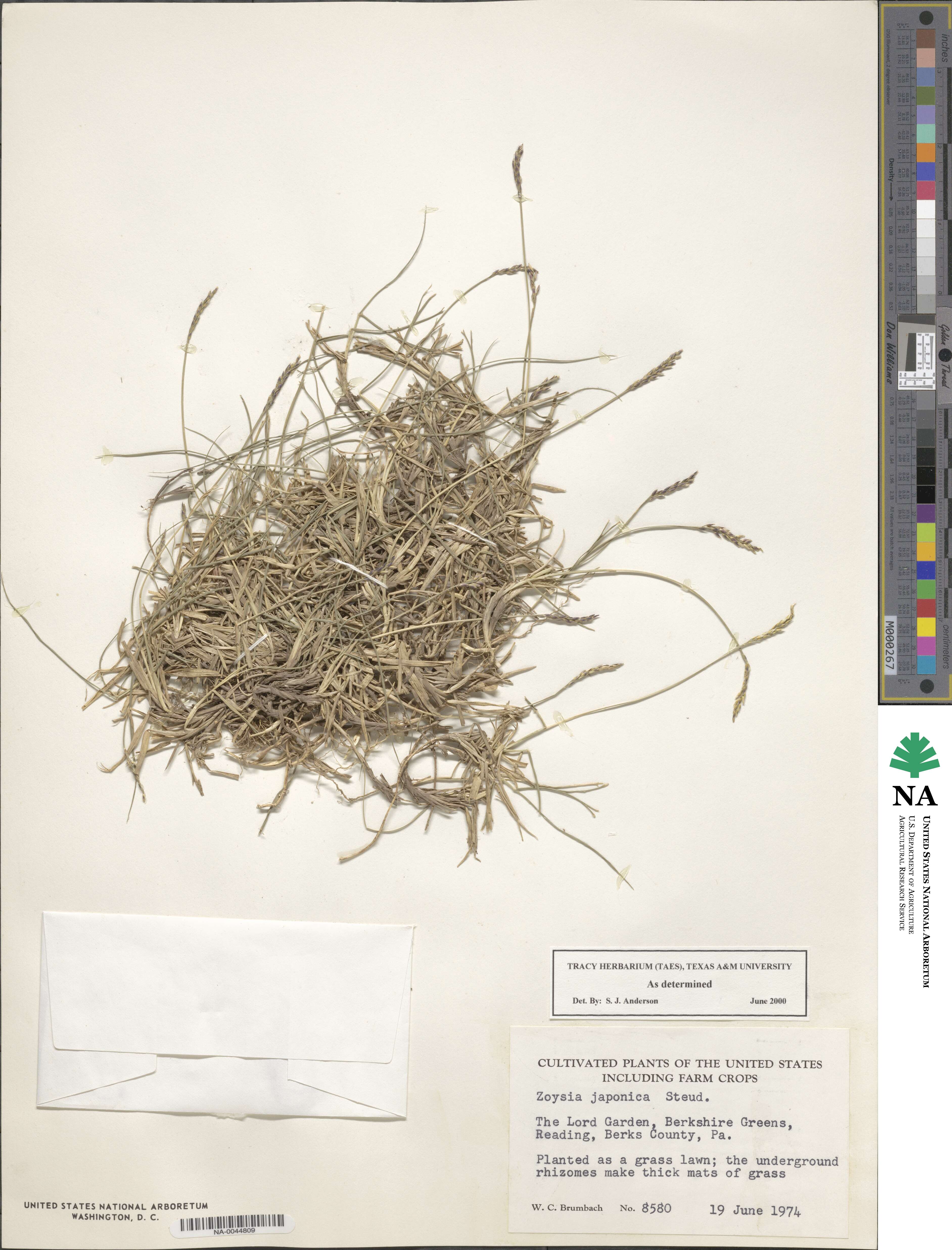 Zoysia japonica image