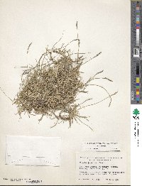 Zoysia japonica image