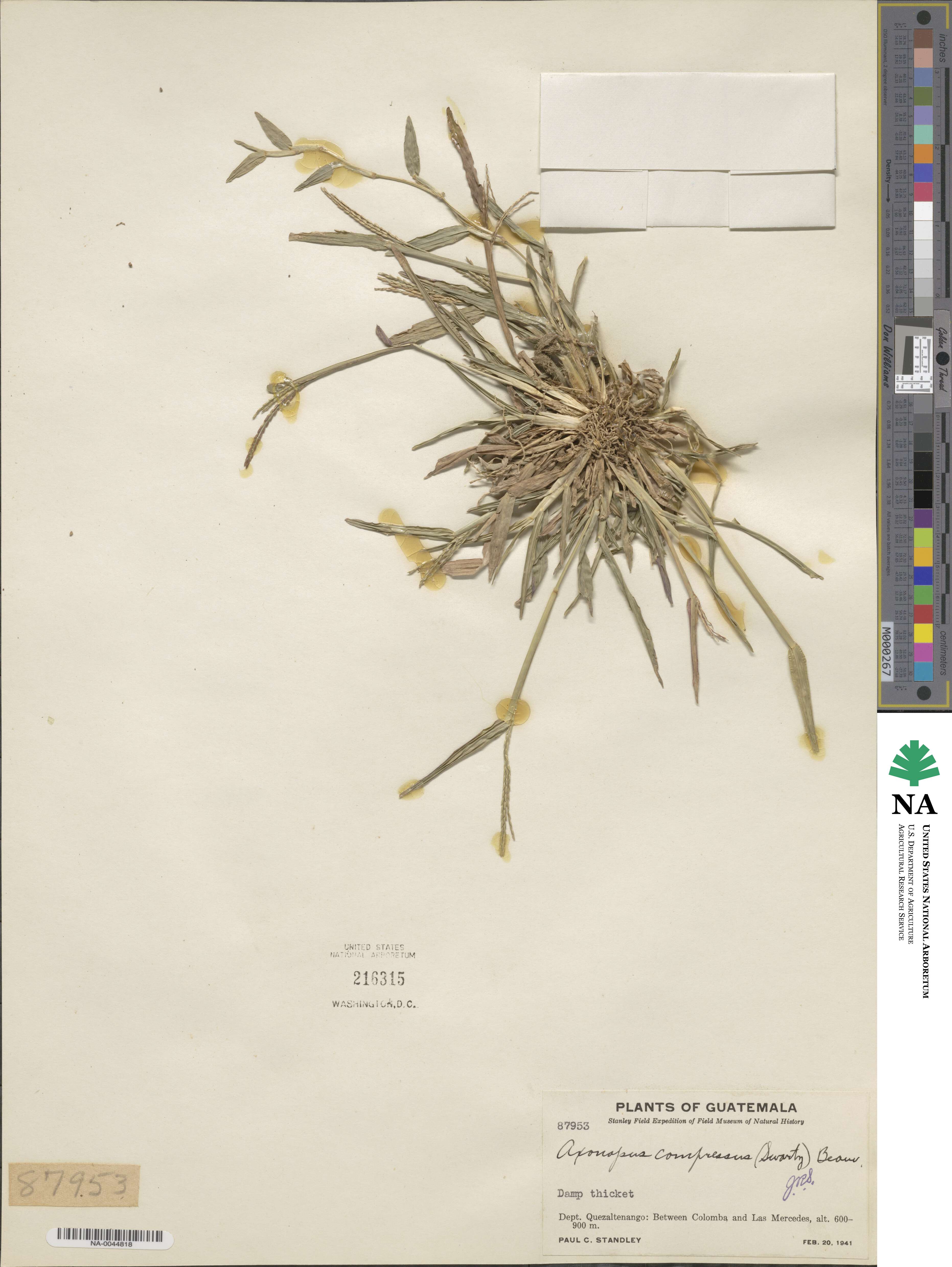Axonopus compressus image