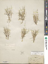 Zoysia matrella image