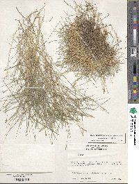 Zoysia matrella image