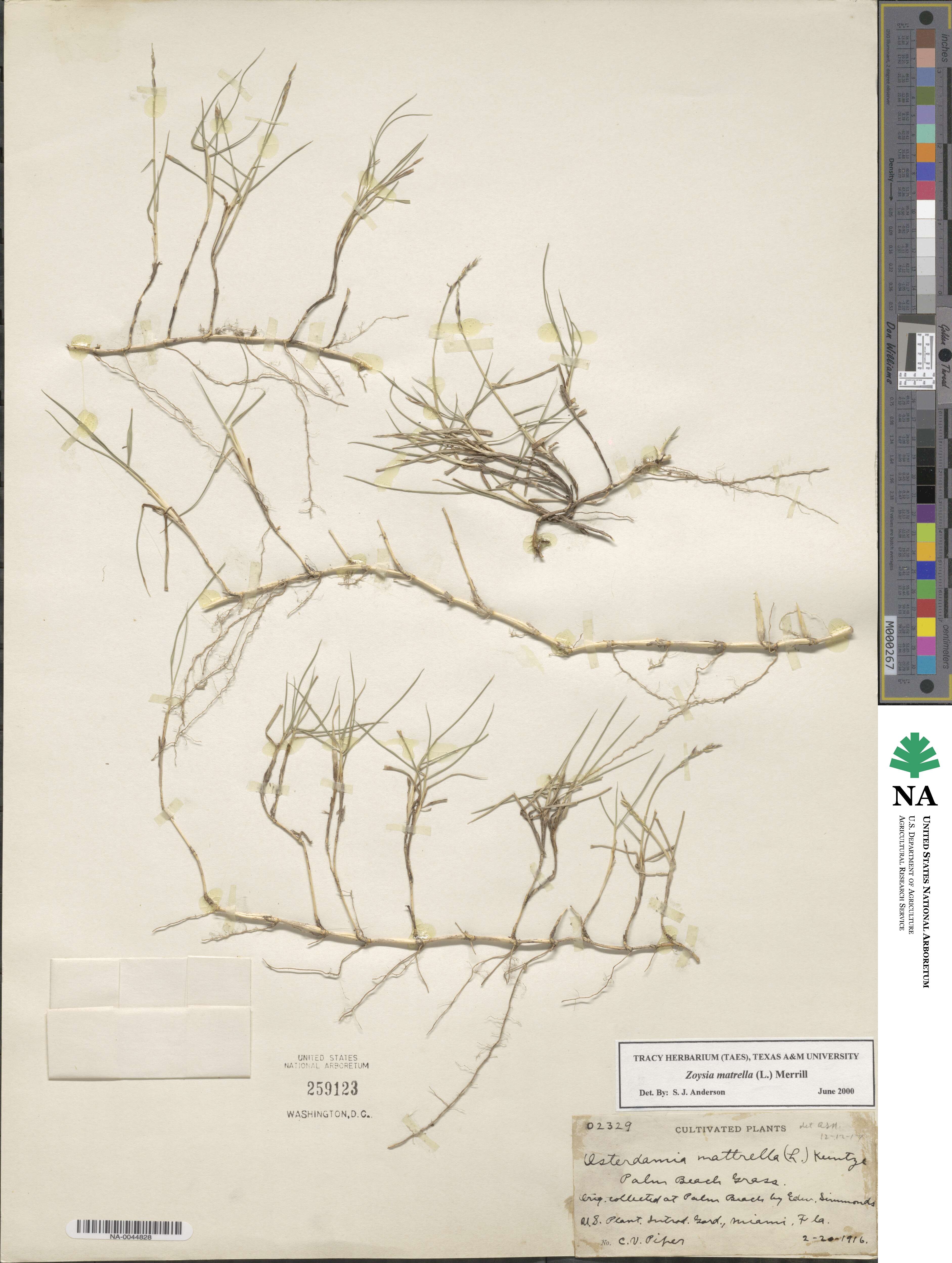 Zoysia matrella image