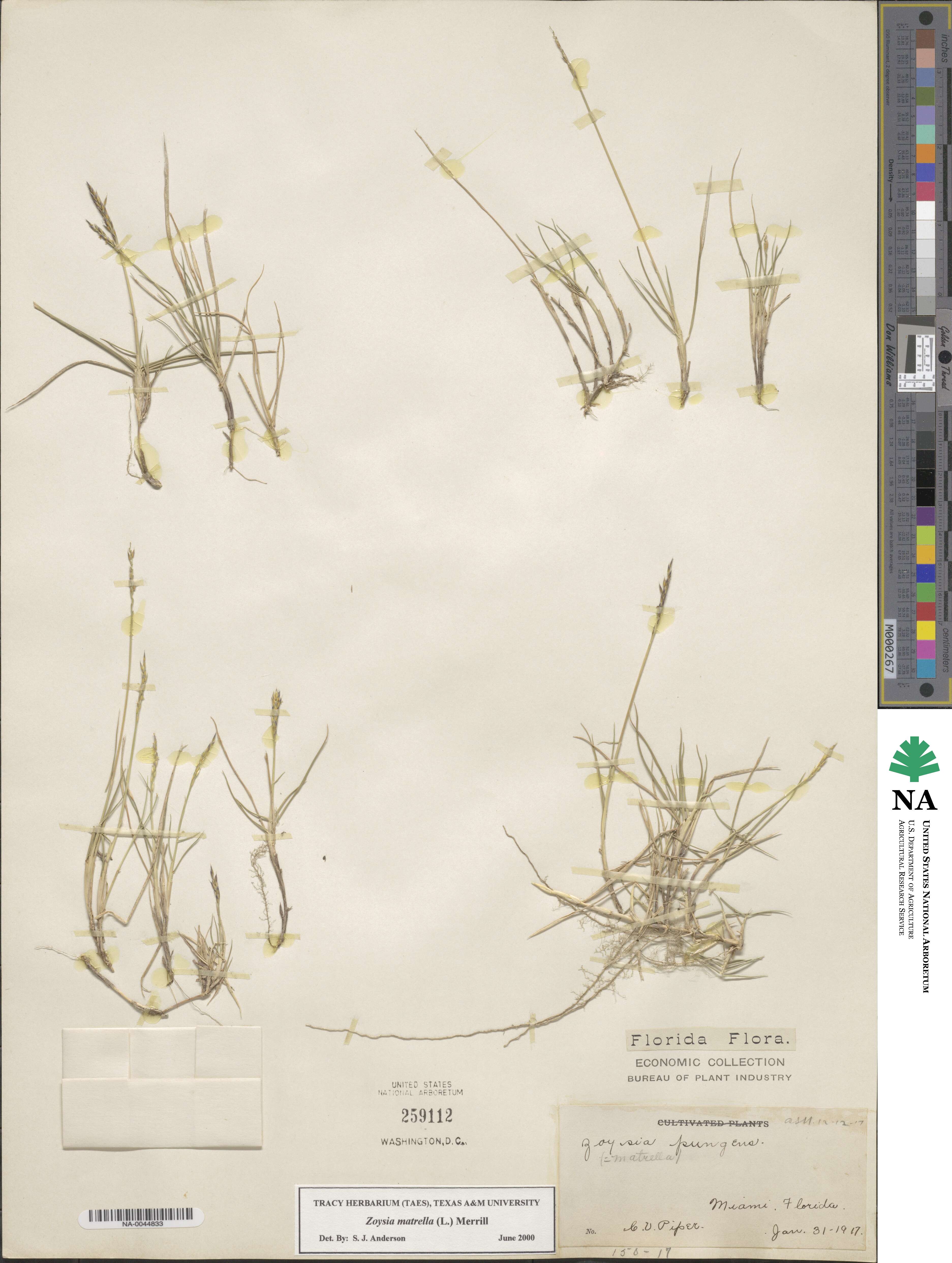 Zoysia matrella image