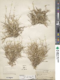 Zoysia matrella image