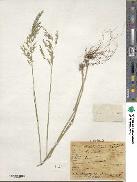 Poa nemoralis image