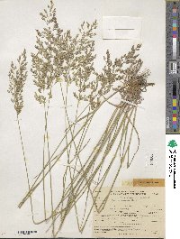 Poa nemoralis image