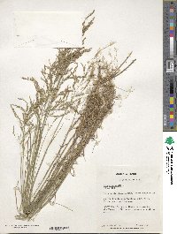 Poa nemoralis image