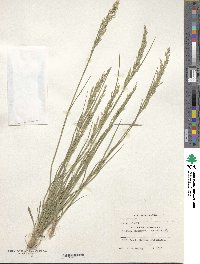 Poa nemoralis image