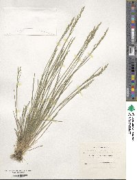 Poa nemoralis image